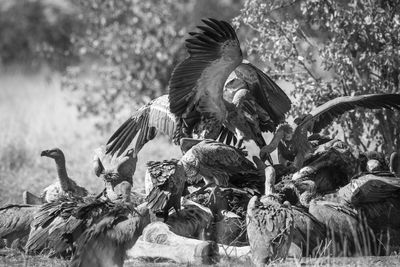 Flock of vultures scavenging on a field