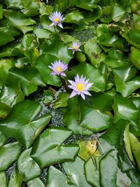 Full frame shot of flowering water lily and lily pad