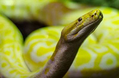 Close-up of lizard on hand