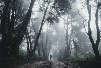 Man walking amidst trees in forest