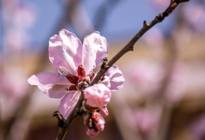 Close-up of pink cherry blossom