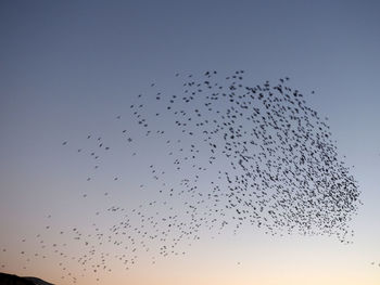 Low angle view of birds flying in sky