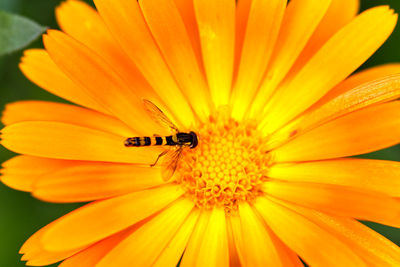 Close-up of insect on yellow flower