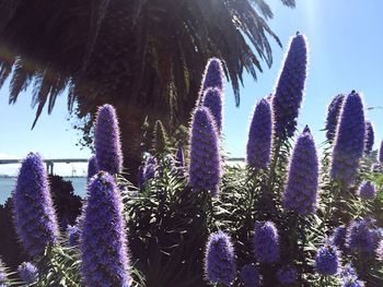 Purple flowers against blue sky