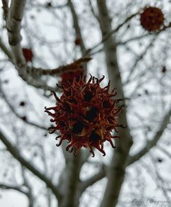 Close-up of frozen flower tree