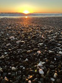 sunlight