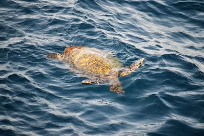 High angle view of turtle in sea