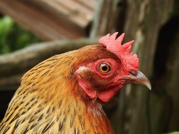 Close-up of rooster