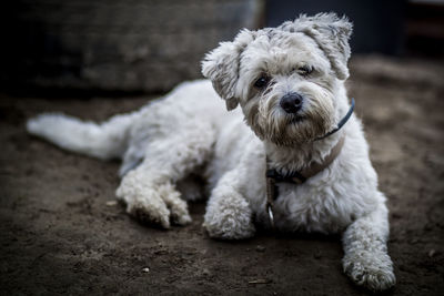 Dog looking away