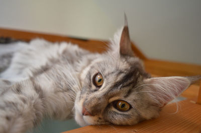 Close-up of cat lying on bed at home