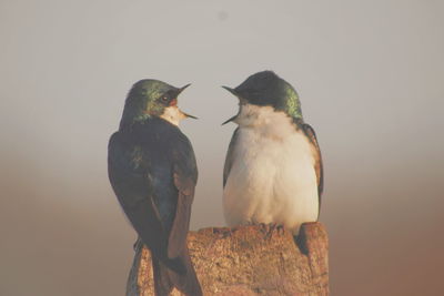 Two birds perching on rock