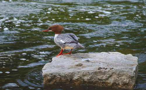 Bird perching on rock by lake