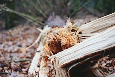 Close-up of damaged tree on field