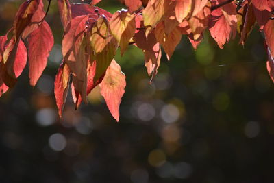 Close-up of autumnal leaves against blurred background