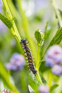 Close-up of insect on flower