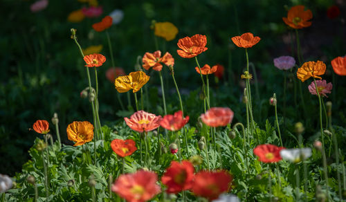 Close-up of red poppy flowers on field