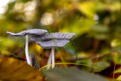 Close-up of mushroom growing on field