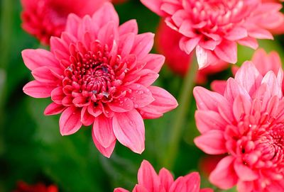 Close-up of pink dahlia flowers