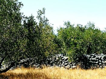 Trees on field against sky