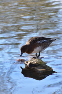 Bird perching on a lake