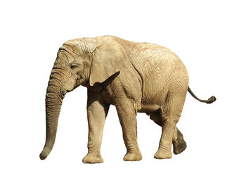 Elephant against white background
