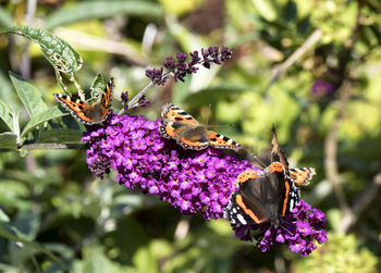 Close-up of butterfly pollinating on purple flower