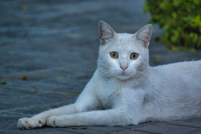 Portrait of white cat sitting outdoors