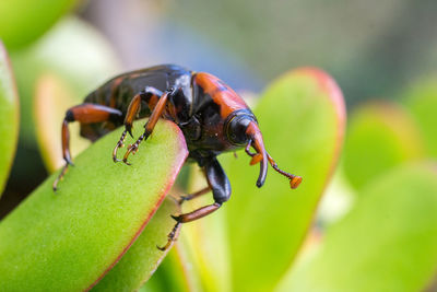 Close-up of insect on leaf