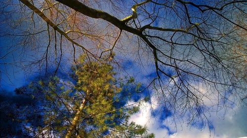 Low angle view of bare trees against blue sky