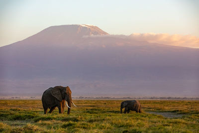 Elephants on field during sunset