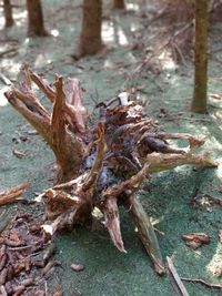 High angle view of dead plant on field