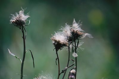 Close-up of dry thistle against blurred background