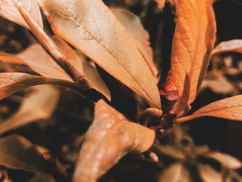 Close-up of flowering plant during autumn