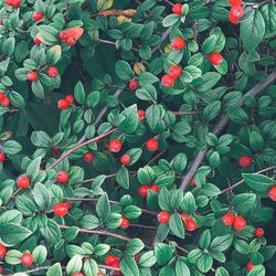 High angle view of red berries on plant