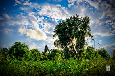 Low angle view of trees against sky