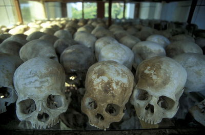 Close-up of human skulls