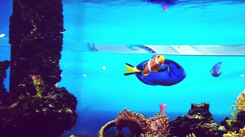 High angle view of fish swimming in sea