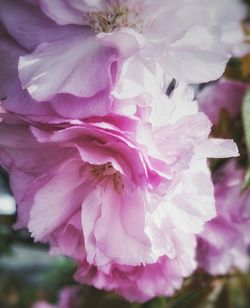 Close-up of pink flower