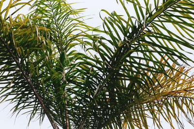 Low angle view of palm tree against sky