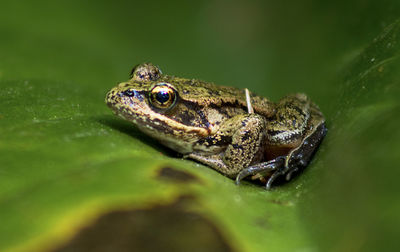 Close-up of frog on leaf