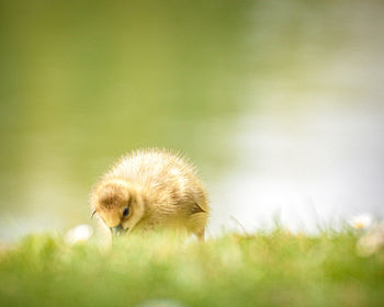 Close-up of gosling bird