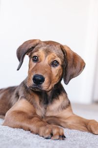 Brown golden puppy with floppy ears and widow's peak coloring looking past camera