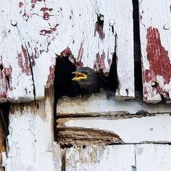 View of birds in abandoned building