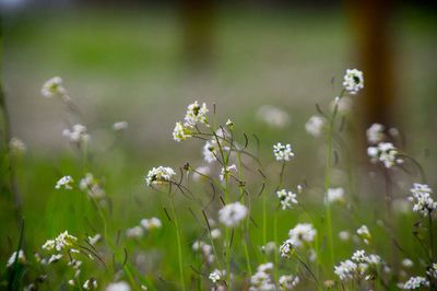 Close-up of white flowers