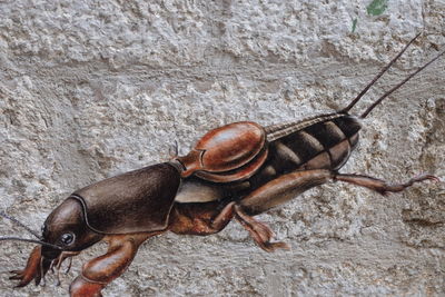 Close-up of insect on rock against wall