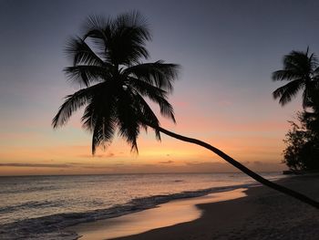 Silhouette palm tree by sea against sky during sunset in barbados 
