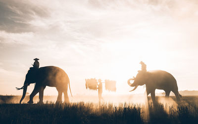 Horse cart on field against sky during sunset