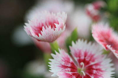 Close-up of pink flowers blooming outdoors