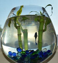 Close-up of fish in glass container