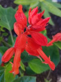 Close-up of red flowering plant